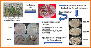 Scrutinizing the Application of Saline Endophyte to Enhance Salt Tolerance in Rice and Maize Plants