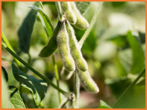 Traditional soybean ( Glycine max) breeding increases seed yield but reduces yield stability under non-phosphorus supply
