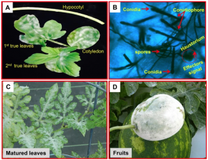 CmPMRl and CmPMrs are responsible for resistance to powdery mildew caused by Podosphaera xanthii race 1 in Melon
