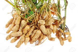 Improving Bambara Groundnut Production: Insight Into the Role of Omics and Beneficial Bacteria. 