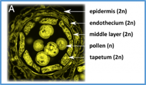 A peptide-mediated, multilateral molecular dialogue for the coordination of pollen wall formation
