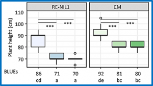 The effect of the Rht1 haplotype on Fusarium head blight resistance in relation to type and level of background resistance and in combination with Fhb1 and Qfhs.ifa-5A