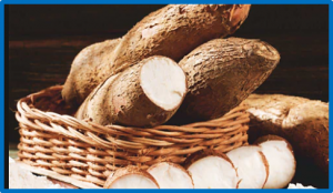In silico analysis of carotenoid biosynthesis pathway in cassava ( Manihot esculenta Crantz)