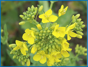 Fine mapping and analysis of candidate genes for qFT7.1, a major quantitative trait locus controlling flowering time in Brassica rapa L.