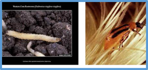 Food and feed safety of the Bacillus thuringiensis derived protein Vpb4Da2, a novel protein for control of western corn rootworm