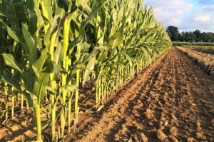Genome-wide association studies of grain yield and quality traits under optimum and low-nitrogen stress in tropical maize (Zea mays L.)