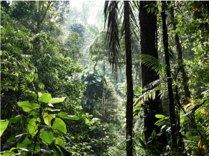 COP15 Delegates Adopt Conservation Targets for 2030 and Beyond