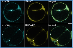 Ufmylation reconciles salt stress-induced unfolded protein responses via ER-phagy in Arabidopsis