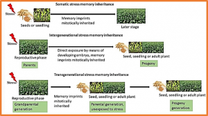 Stress memory and its regulation in plants experiencing recurrent drought conditions
