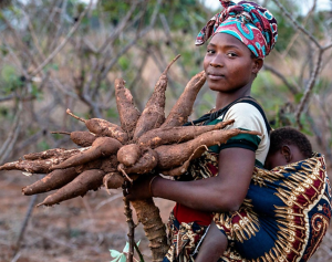 Haplotype-resolved DNA methylome of African cassava genome