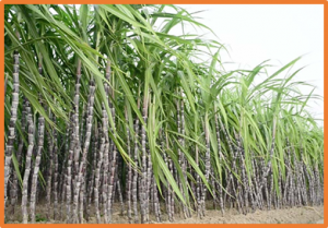 Mapping of QTLs and Screening Candidate Genes Associated with the Ability of Sugarcane Tillering and Ratooning