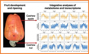 Metabolomic and transcriptomic analyses provide insights into metabolic networks during cashew fruit development and ripening