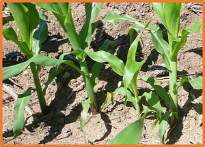 A genome-wide co-expression network analysis revealed ZmNRAMP6-mediated regulatory pathway involved in maize tolerance to lead stress