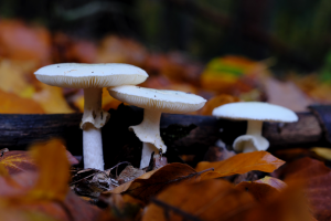 CRISPR Used to Find Antidote for Deadly Mushroom Poison