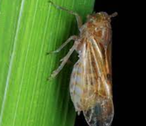 Dimming the lights (and defenses): Dim light decreases rice resistance against brown plant hopper insects