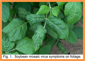 Genome resequencing reveals genetic loci and genes conferring resistance to SMV-SC8 in soybean