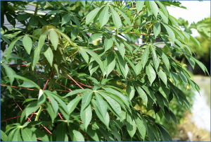 Whole-genome assembly of A02 bacteria involved in nitrogen fixation within cassava leaves 