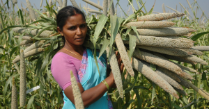Climate Change Sparks Changes in India`s Pearl Millet Farming Zones: New Study