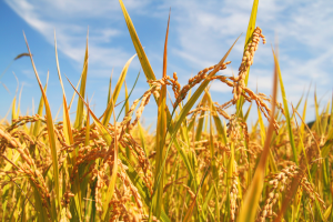 Gene Editing Mitigates Rice Chalkiness