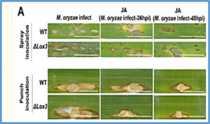 Exogenous Jasmonic Acid Alleviates Blast Resistance Reduction Caused by LOX3 Knockout in Rice
