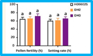 Improvement of Rice Blast Resistance in TGMS Line HD9802S through Optimized Anther Culture and Molecular Marker-Assisted Selection