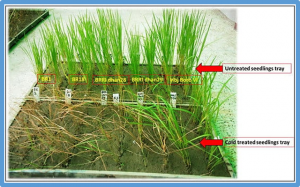 OsMAPK6 positively regulates rice cold tolerance at seedling stage via phosphorylating and stabilizing OsICE1 and OsIPA1