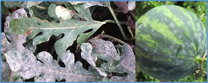  Fine mapping of ClLOX, a QTL for powdery mildew resistance in watermelon (Citrullus lanatus L.)