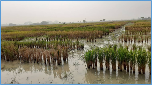 Progress and prospects in harnessing wild relatives for genetic enhancement of salt tolerance in rice