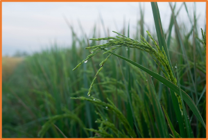 Researchers Report Methods to Regulate Rice Chilling Tolerance