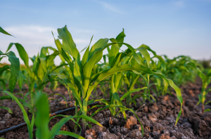 University of Basel Research Team Decodes How Corn Reduces Arsenic in Soil