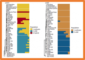 The genome and population genomics of allopolyploid Coffea arabica reveal the diversification history of modern coffee cultivars