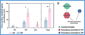 Carbon starvation raises capacities in bacterial antibiotic resistance and viral auxiliary carbon metabolism in soils