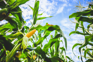 China Approves Gene-edited Wheat and GM Maize
