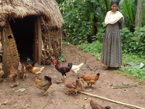 The Africa RISING end-of-program report: Highlights of a legacy of agricultural research in development for a sustainable future 