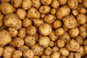 Gene Editing Enhances Resistance of Potato to Zebra Chip Disease