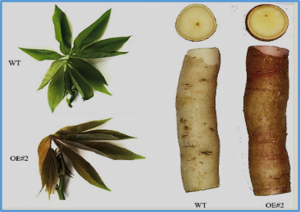 Transcriptomic study of the role of MeFtsZ2-1 in pigment accumulation in cassava leaves