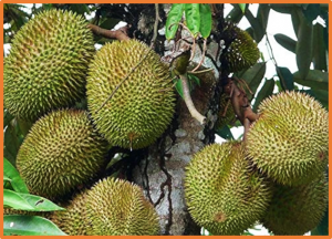 Durian fruit pulp extract enhances intracellular glutathione levels, mitigating oxidative stress and inflammation for neuroprotection