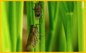 A key ABA biosynthetic gene OsNCED3 is a positive regulator in resistance to Nilaparvata lugens in Oryza sativa