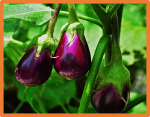 Map-based cloning of LPD, a major gene positively regulates leaf prickle development in eggplant