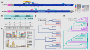 CRISPR/Cas9-mediated multiplex gene editing of gamma and omega gliadins, paving the way for gliadin-free wheat 