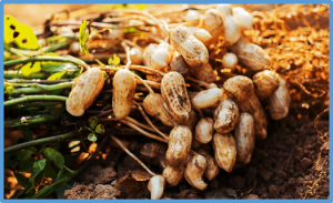 Genome-Wide Analysis of Trehalose-6-Phosphate Phosphatase Gene Family and Their Expression Profiles in Response to Abiotic Stress in Groundnut