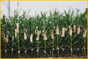 Genomic estimated selection criteria and parental contributions in parent selection increase genetic gain of maternal haploid inducers in maize