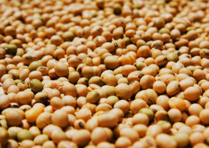 Bolivia Approves Planting of GM Soybean Intacta