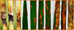 A novel Pik allele confers extended resistance to rice blast