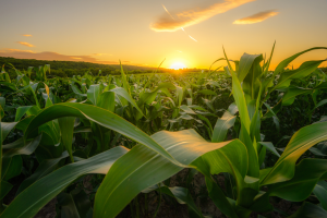 USDA APHIS Reinstates Notifications for Biotech Products