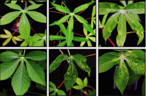 SEGS-1 episomes generated during cassava mosaic disease enhance disease severity