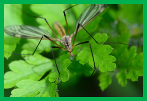 Survey Reflects US Public Views, Knowledge on Gene Drives