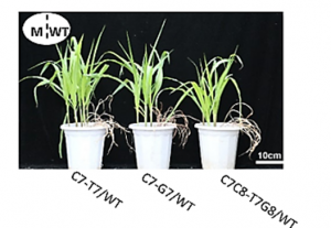 Precise base editing of non-allelic acetolactate synthase genes confers sulfonylurea herbicide resistance in maize