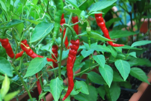 Phenotypic, genetic, and molecular function of msc-2, a genic male sterile mutant in pepper (Capsicum annuum L.)