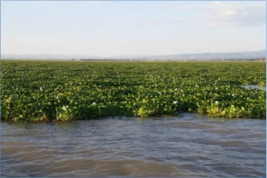 Helping Lake Tana fight the Water Hyacinth menace